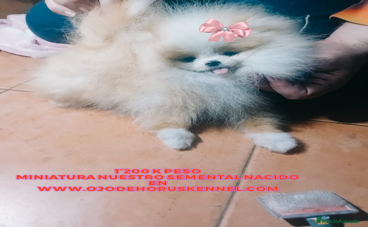 Pomerania perros - Anuncio 17
