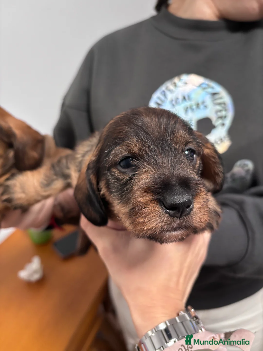 Teckel perros en venta: Excelente Camada Teckel Mini pelo duro - Anuncio 4