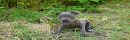 Staffordshire Bull Terrier perros en venta: Staffordshire bull terrier - Anuncio 15