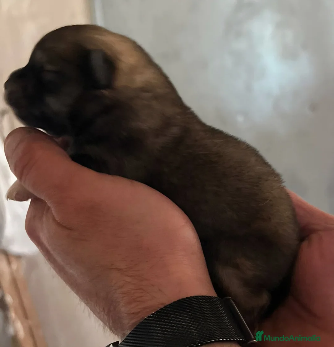 Pomerania perros en venta: Pomeranian  - Anuncio 15