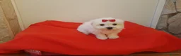 Bichón Maltés perros en venta: Bichón Maltés - Anuncio 8