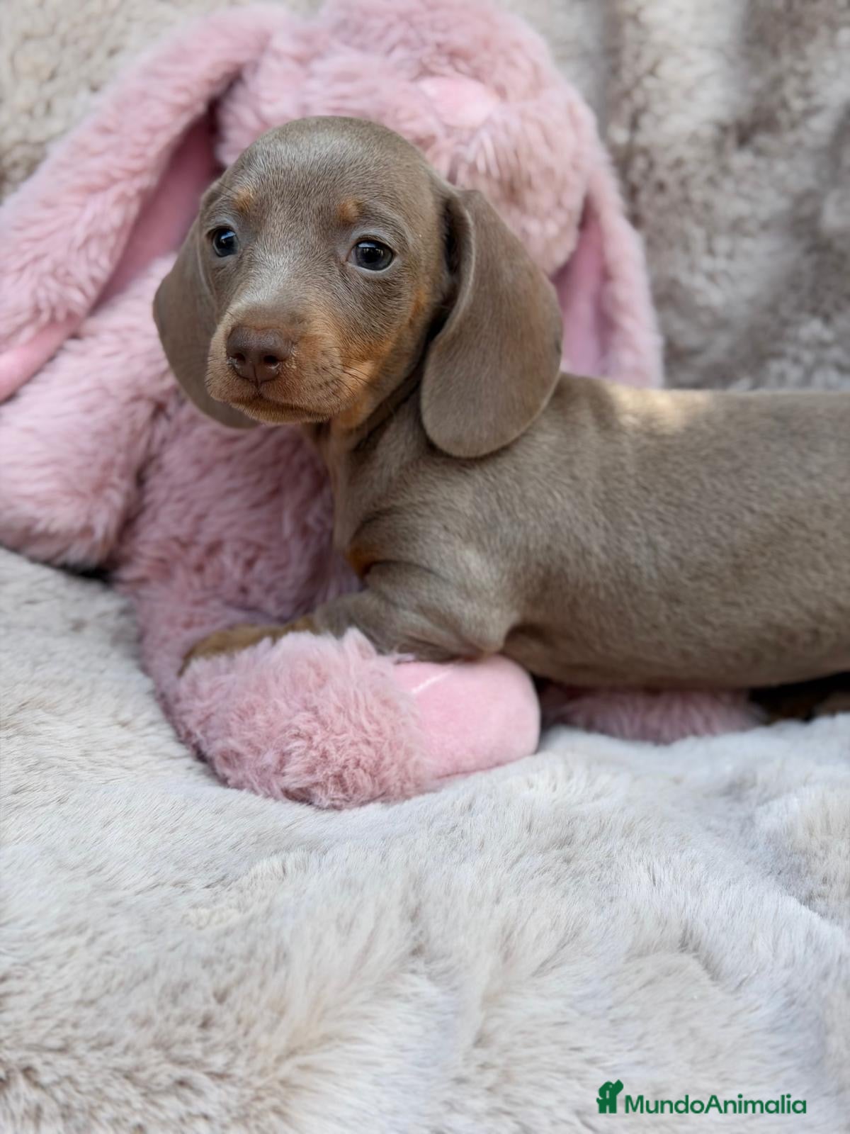 Teckel Miniatura perros TECKEL ISABELLA PAPÁS KANINCHEN - Anuncio 17