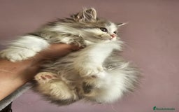 Kurilean Bobtail de Pelo Largo gatos en venta: Kurilian macho - Imagen 3