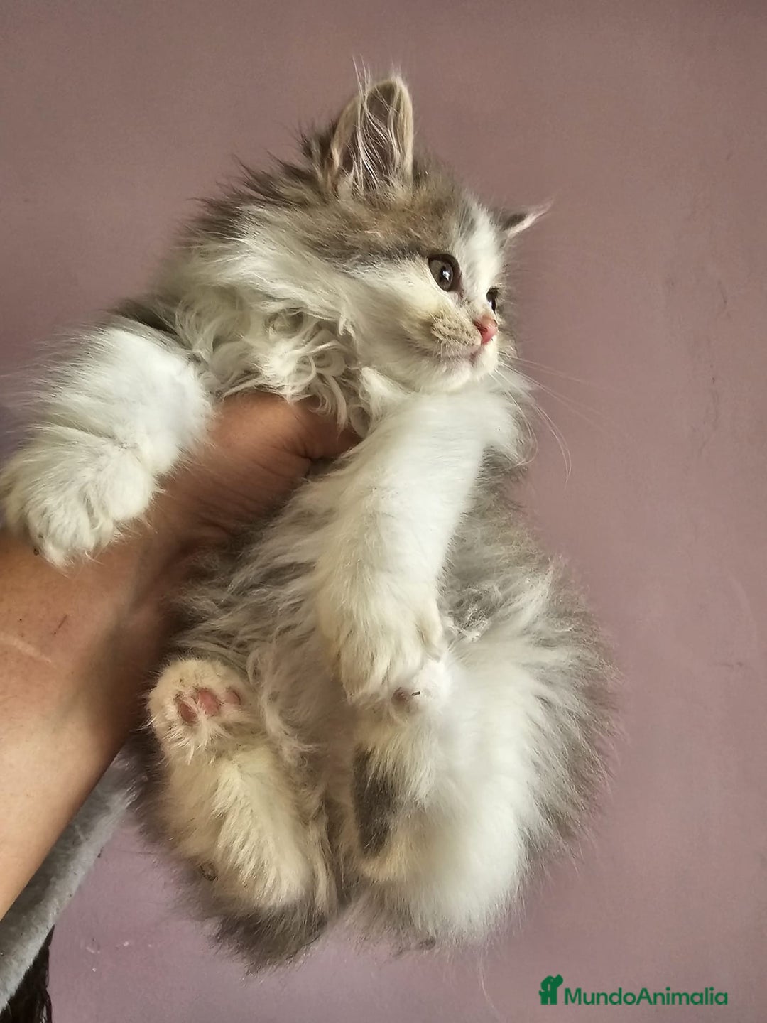 Kurilean Bobtail de Pelo Largo gatos en venta: Kurilian macho - Imagen 3