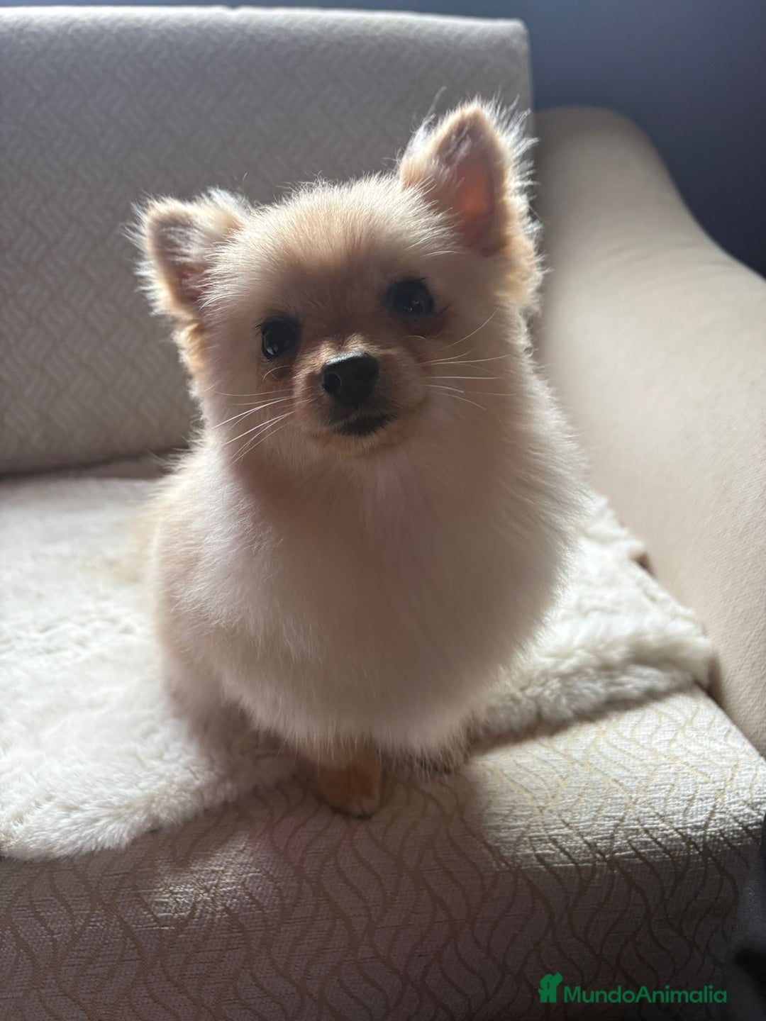 Pomerania perros en venta: pomerania toy tiene 9 meses pesa 2 kilo 200 gramos - Anuncio 4