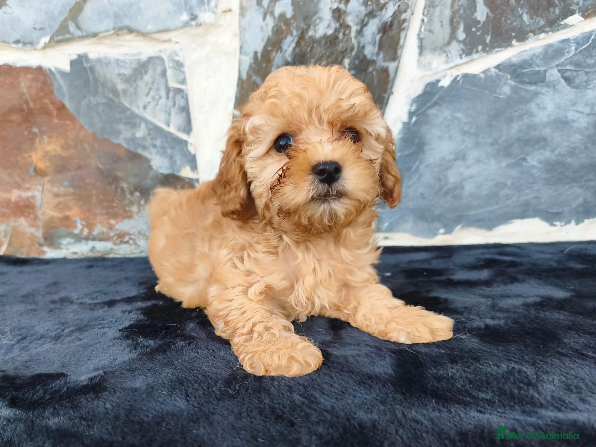 Caniche Toy perros en venta: CANICHE TOY MACHO - Anuncio 1
