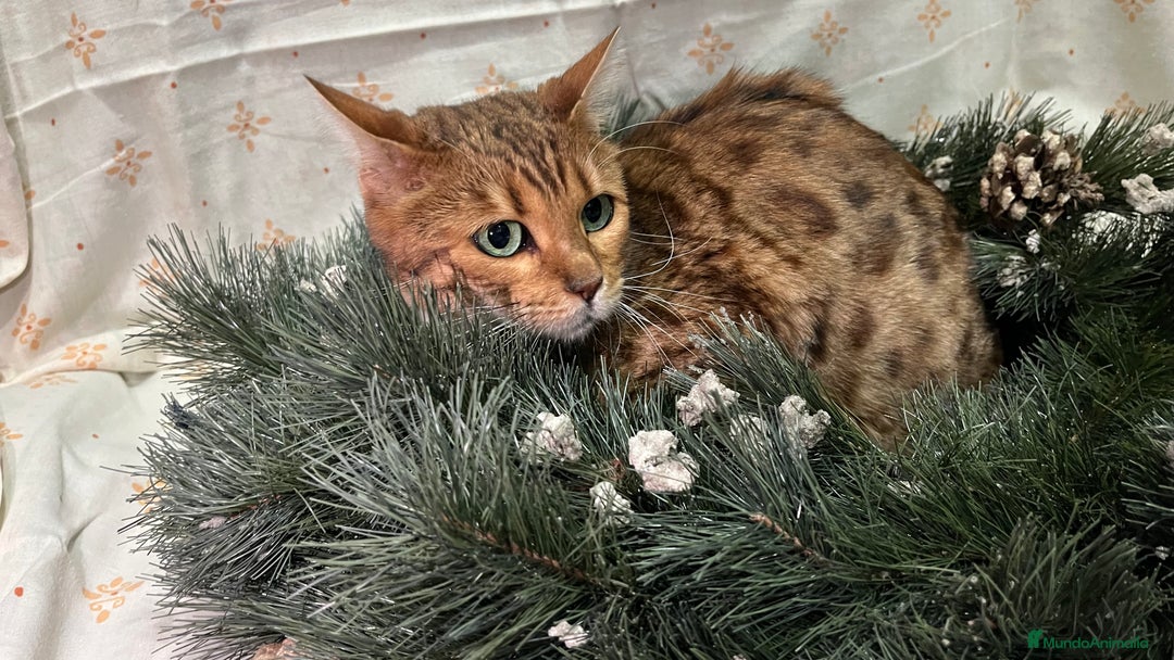 Bengalí gatos en venta: Gata bengalí - Anuncio 5