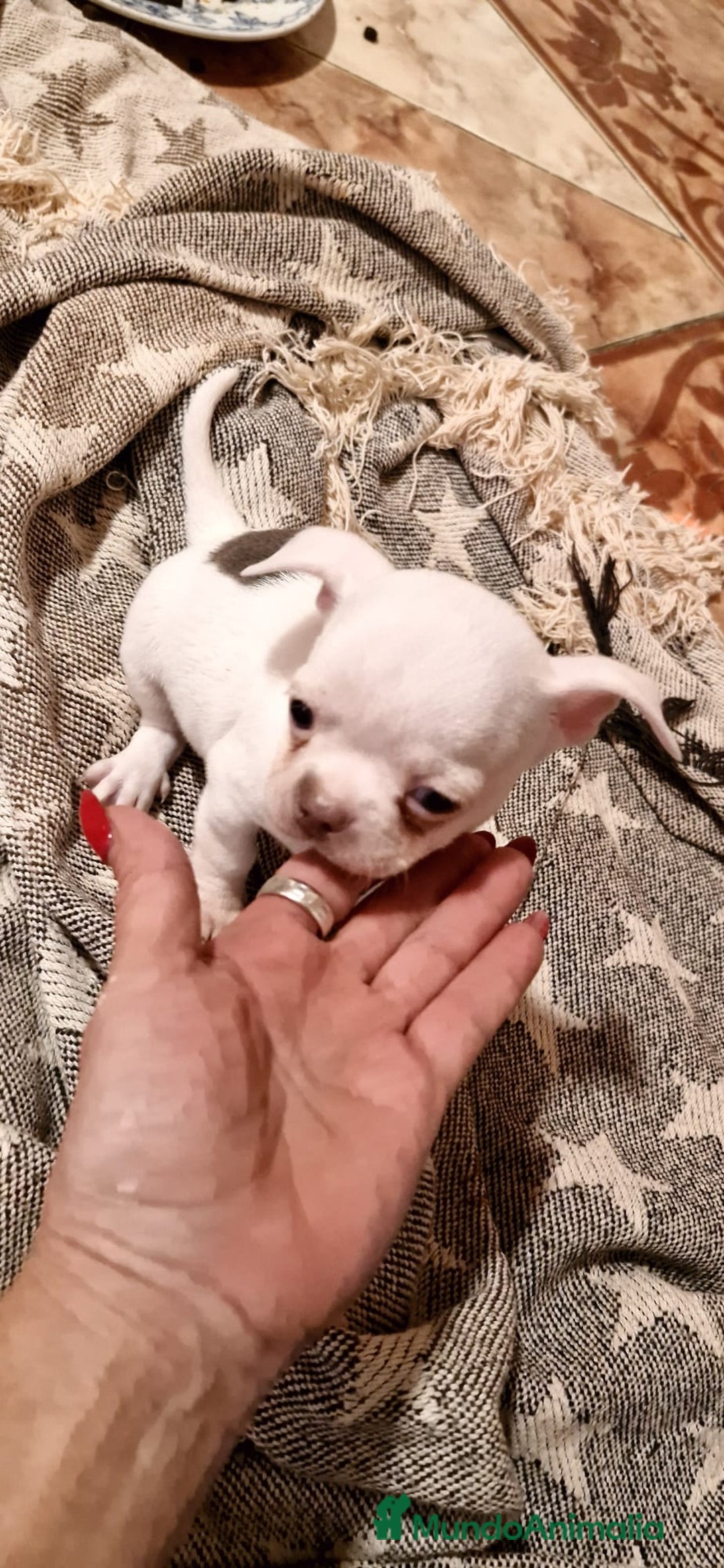 Chihuahua perros en venta: Chihuahua toy exclusivos - Anuncio 10