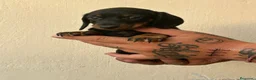 Teckel Miniatura perros en venta: Teckel mini hembra  - Anuncio 3