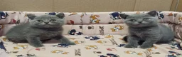 Británico de Pelo Corto gatos en venta: British Shorthair  - Anuncio 4