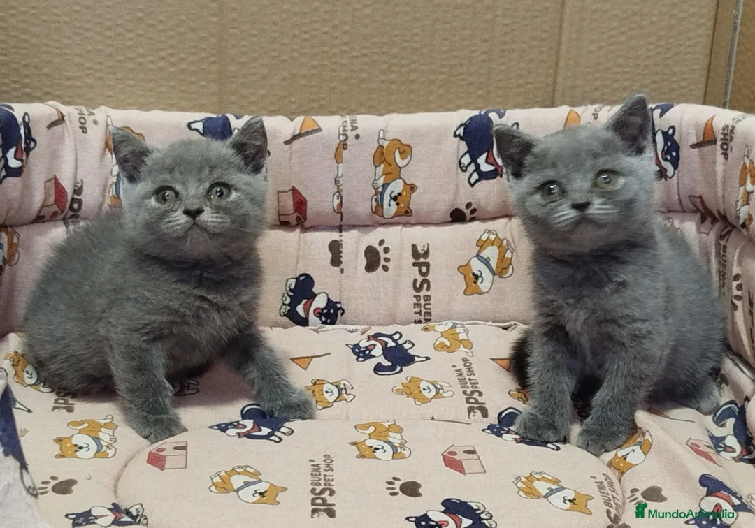 Británico de Pelo Corto gatos en venta: British Shorthair  - Anuncio 4