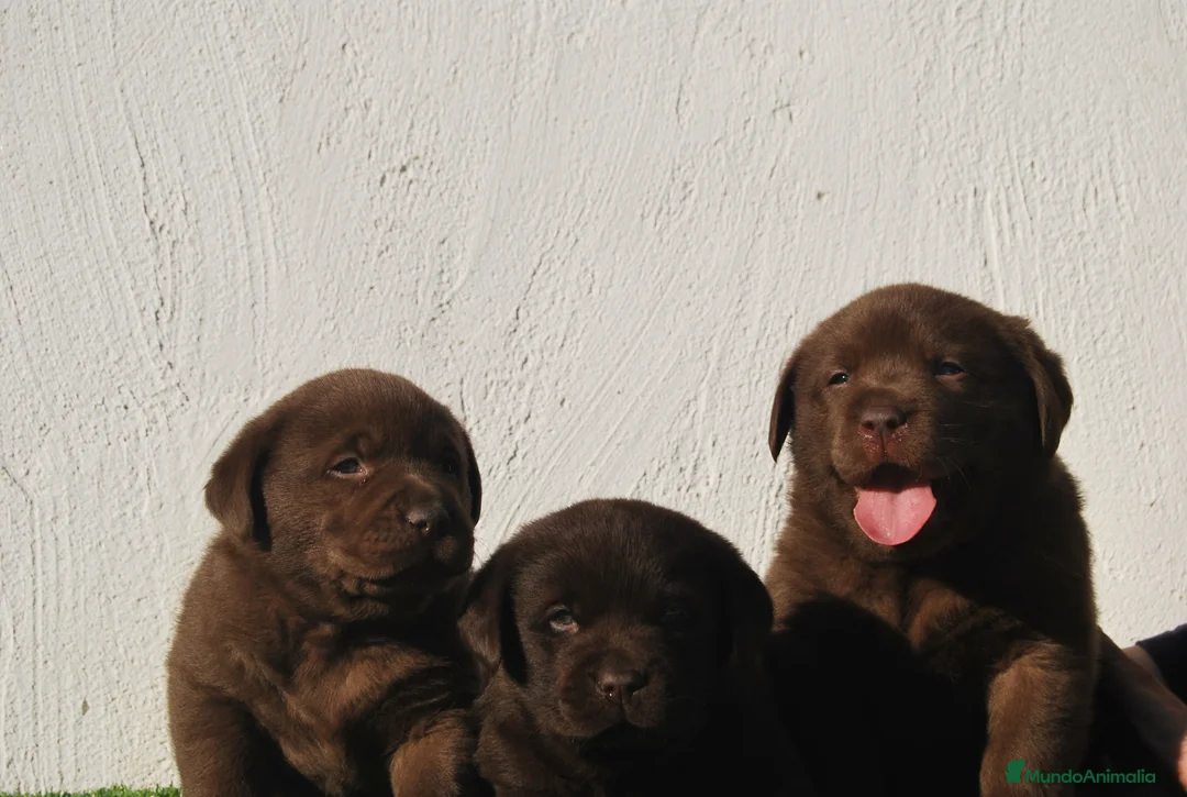 Labrador Retriever perros en venta: Labrador chocolate, cachorros en Asturias - Anuncio 9