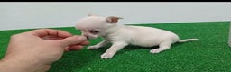 Chihuahua perros en venta: Macho mini blanco - Anuncio 1