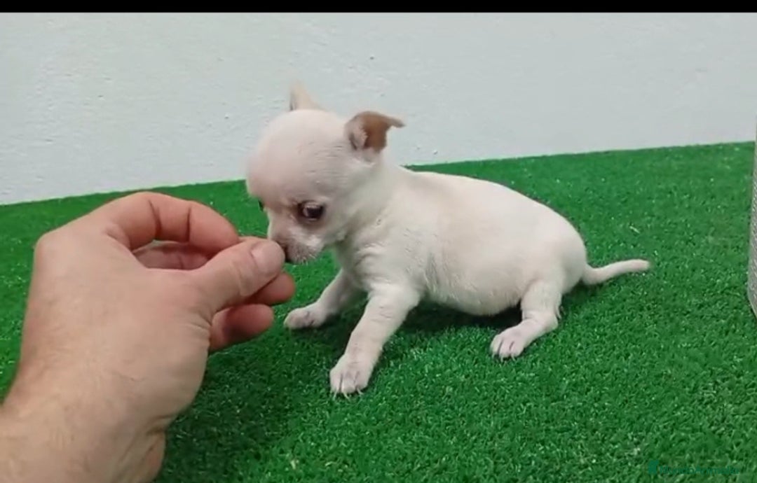 Chihuahua perros en venta: Macho mini blanco - Anuncio 1