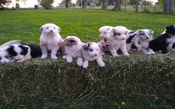 Border Collie perros en venta: BORDER COLLIE - Imagen 3