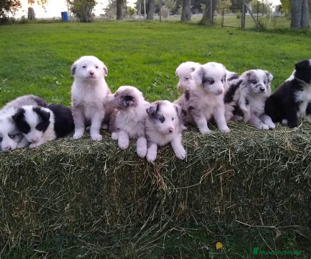 Border Collie perros en venta: BORDER COLLIE - Imagen 3