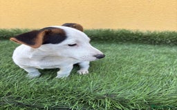 Jack Russell Terrier perros en venta: Camada de Jack Russell de pata corta  - Imagen 9