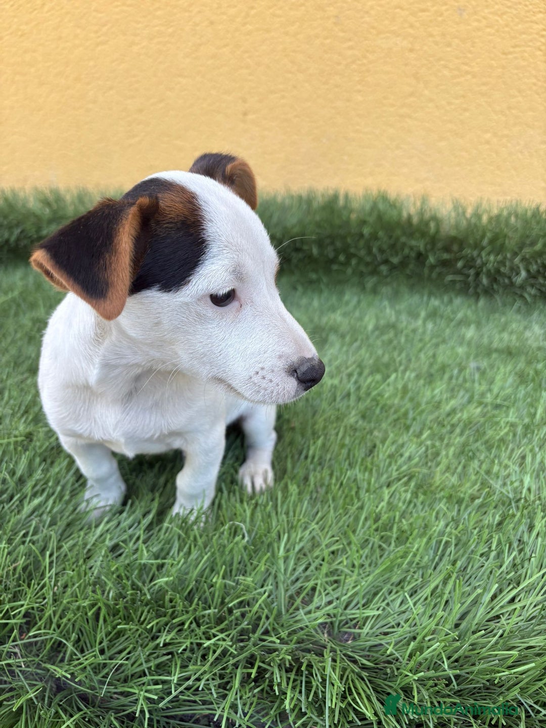 Jack Russell Terrier perros en venta: Camada de Jack Russell de pata corta  - Imagen 9