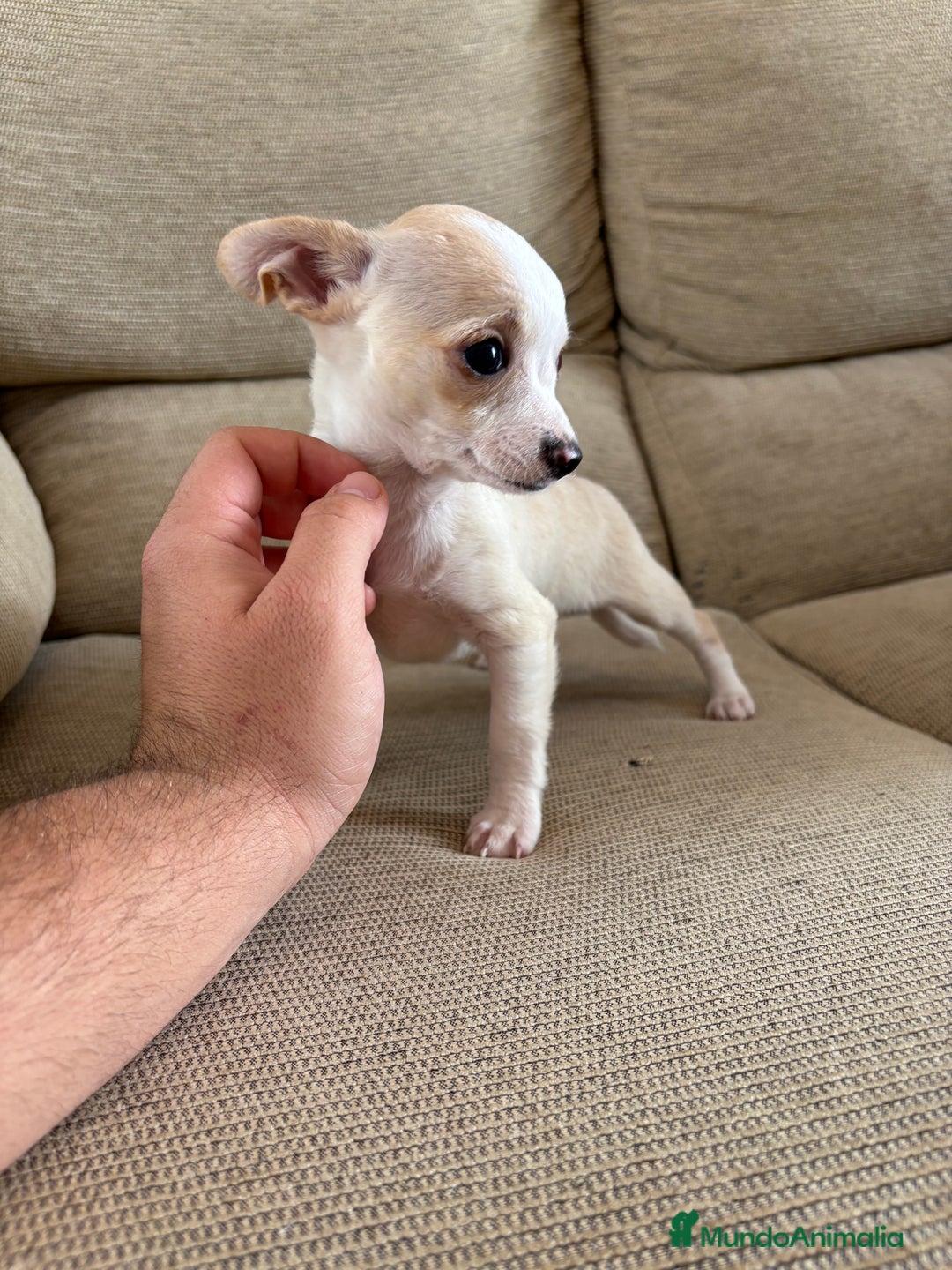 Chihuahua perros en venta: Chihuahuas Toy  - Anuncio 2