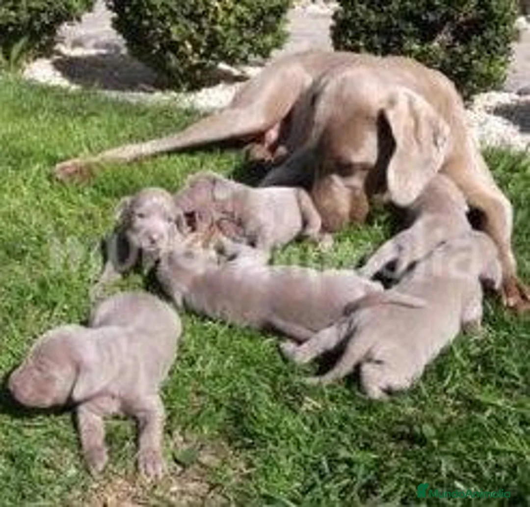 Imagen de galería {{count}}