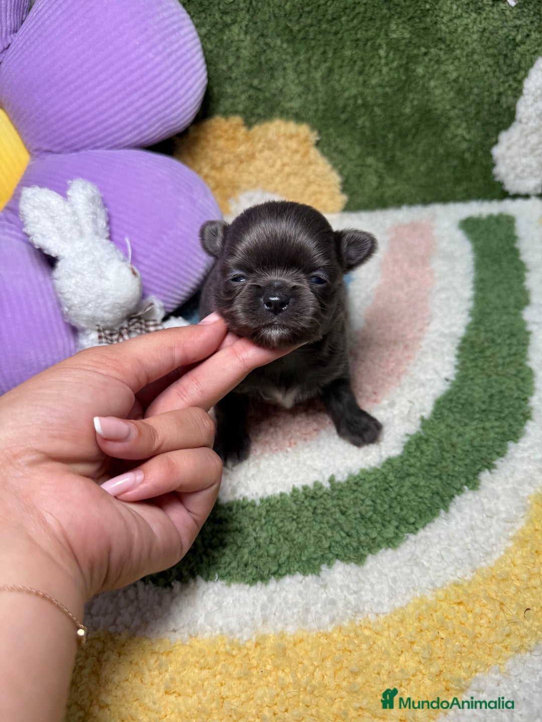 Chihuahua perros en venta: Chihuahua Pelo Largo Lilac Exótico  - Imagen 4