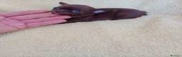 Chihuahua perros en venta: PRECIOSOS CHIHUAHUA RUSO Y ASIÁTICO       - Anuncio 1