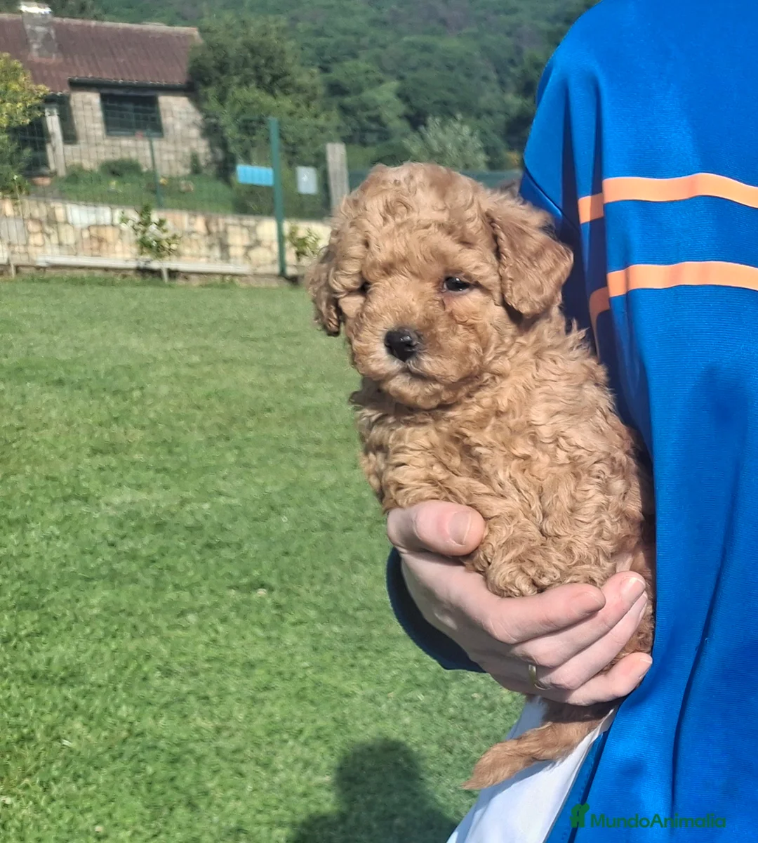 Caniche Toy perros en venta: Caniche Toy - Anuncio 2