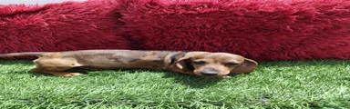 Teckel Cachorro 1