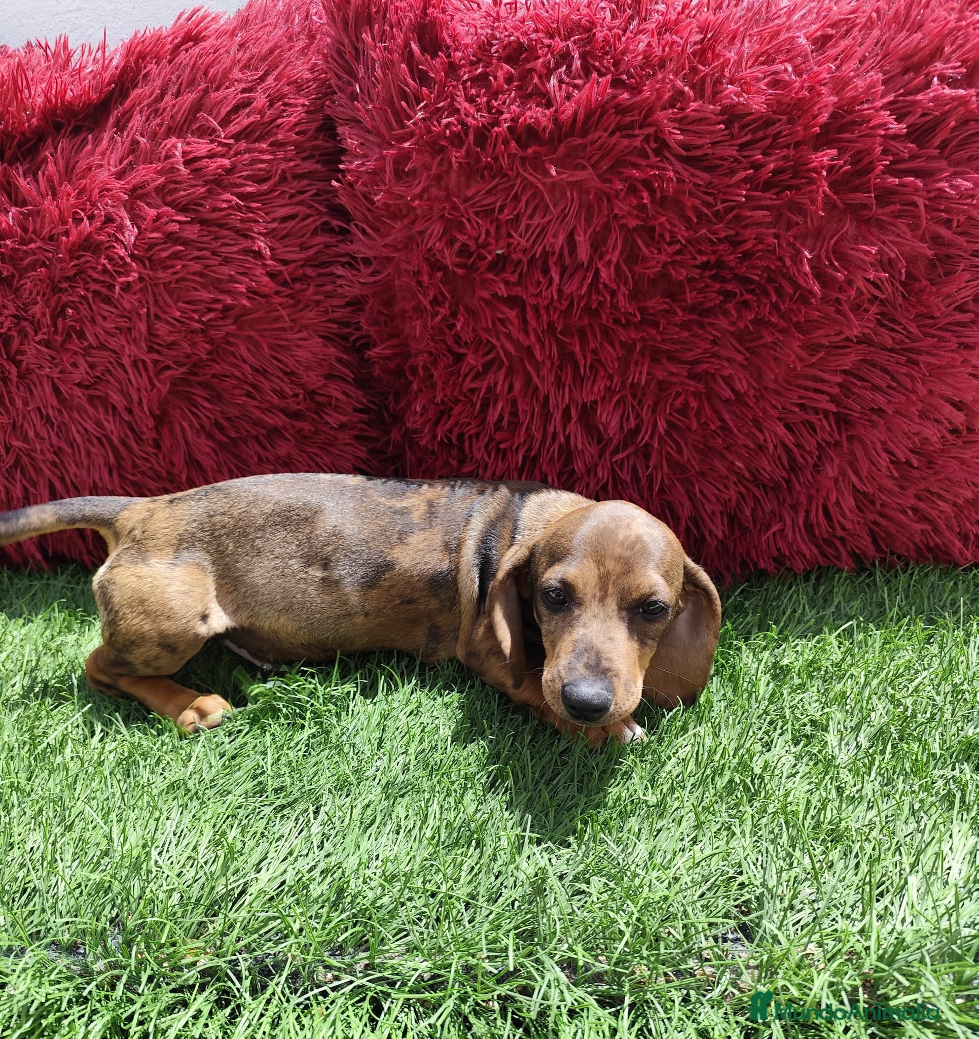 Teckel perros en venta: Teckel Miniatura choco merle - Anuncio 7