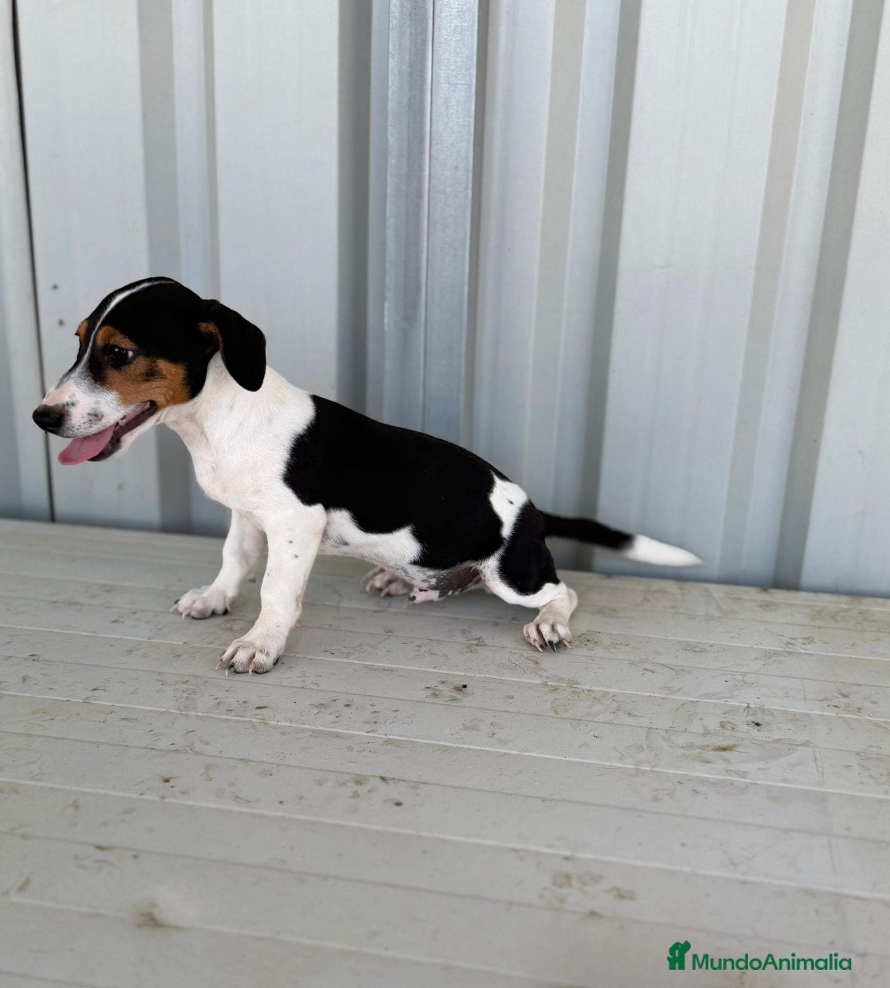 Jack Russell Terrier perros Disponible Macho de Jack Russell  - Anuncio 2