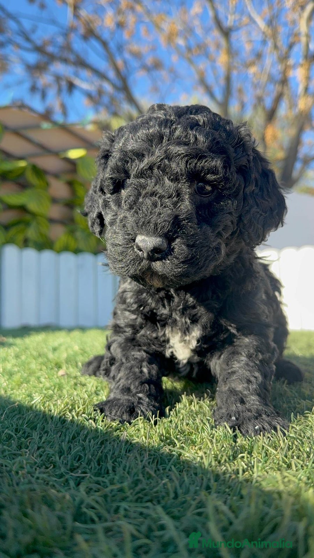 Perro de Agua Español perros en venta: PERRO DE AGUA HEMBRA - Anuncio 10