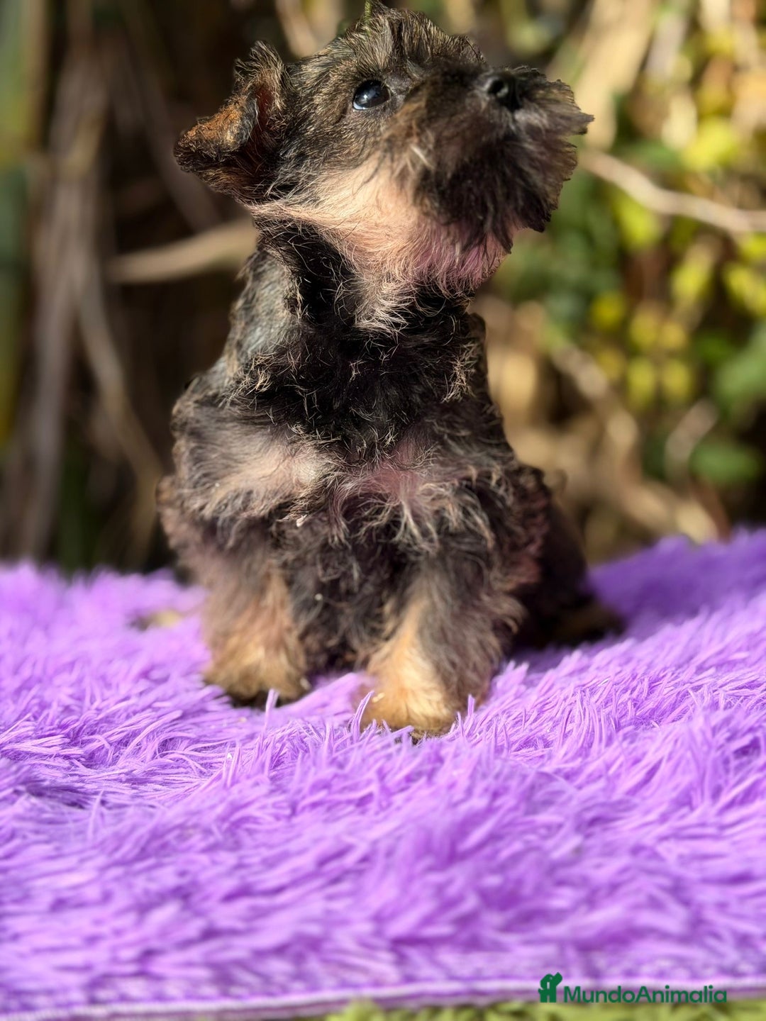 Schnauzer Miniatura perros en venta: SCHNAUZER MINIATURA DISPONIBLE - Anuncio 3