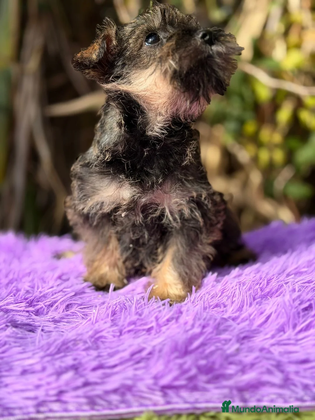 Schnauzer Miniatura perros en venta: SCHNAUZER MINIATURA DISPONIBLE - Anuncio 3