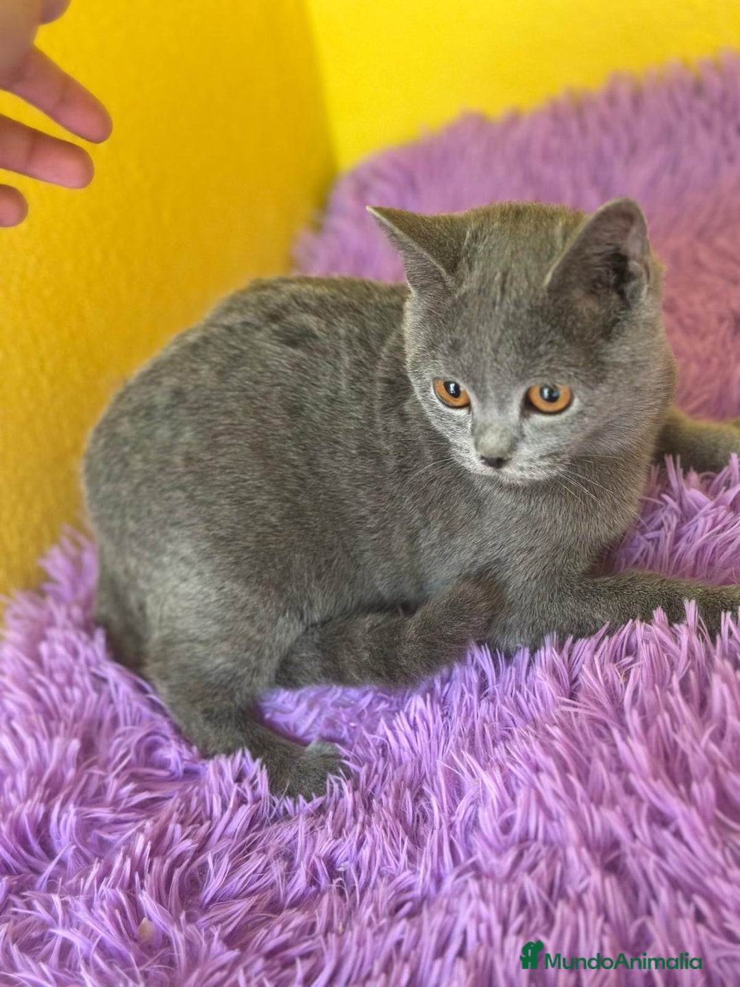 Británico de Pelo Corto Azul gatos en venta: British Blue hembra  - Imagen 2