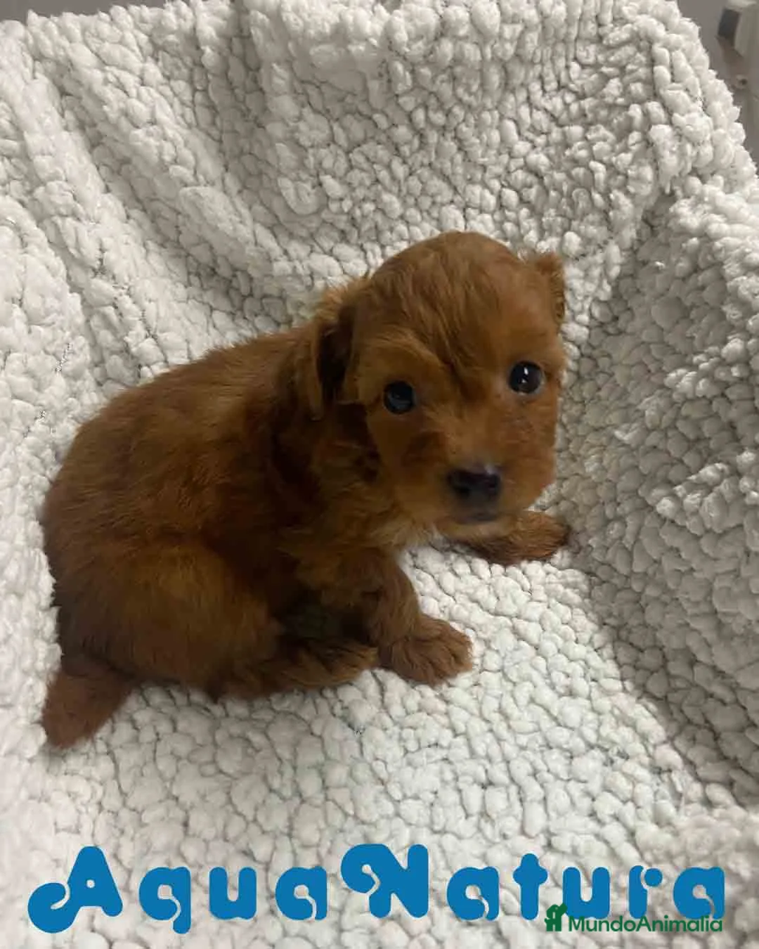 Havapoo perros en venta:  Havapoo Macho 1 de Haya y Can AQUANATURA - Anuncio 6