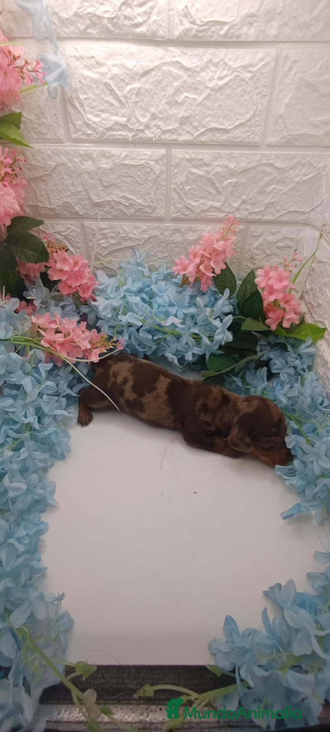 Teckel Miniatura perros en venta: Teckel top del Valle  - Imagen 1