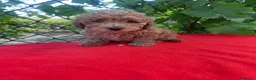 Caniche Toy perros en venta: PRECIOSO CANICHE TOY - Anuncio 1