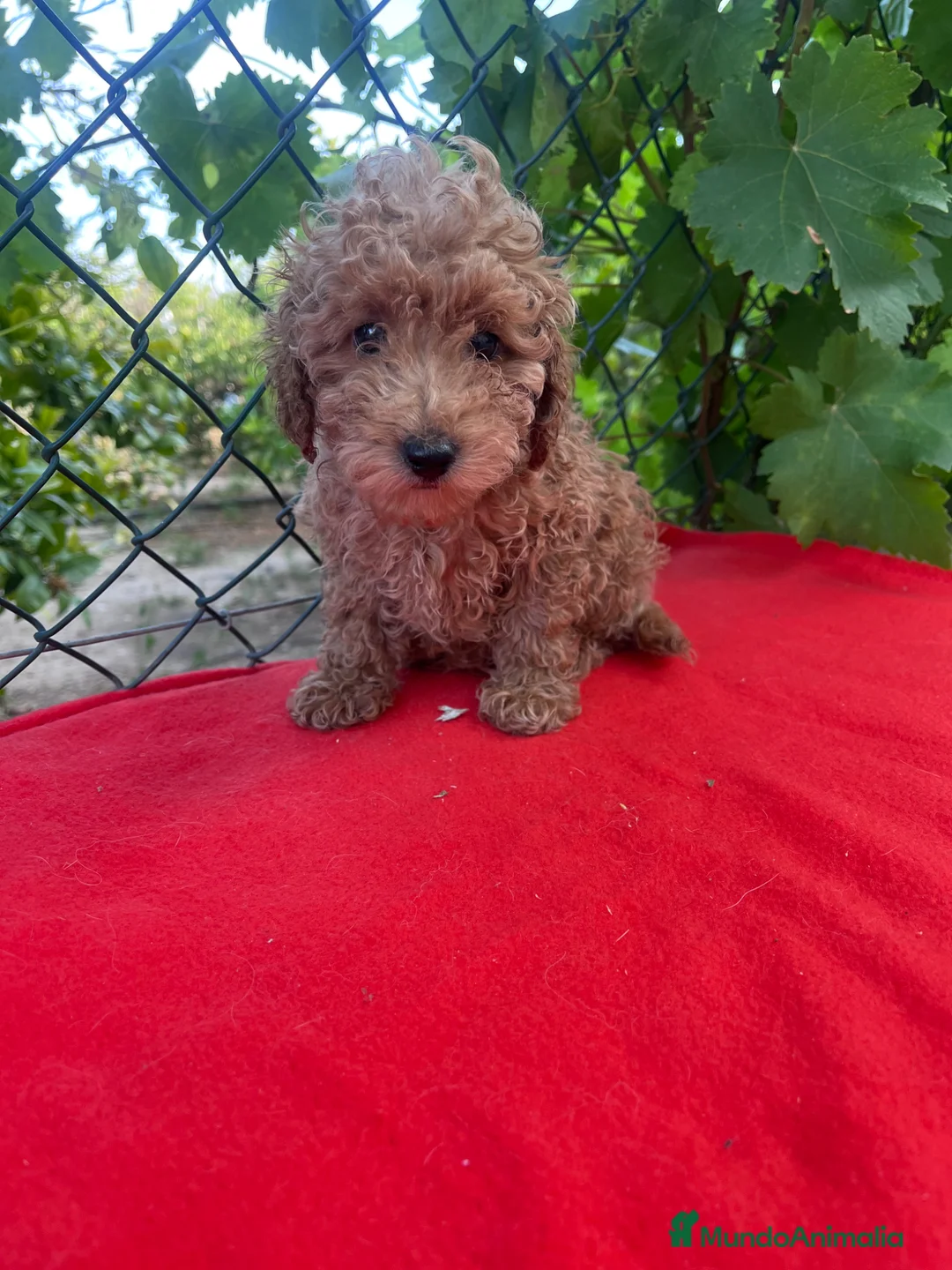 Caniche Toy perros en venta: PRECIOSO CANICHE TOY - Anuncio 1