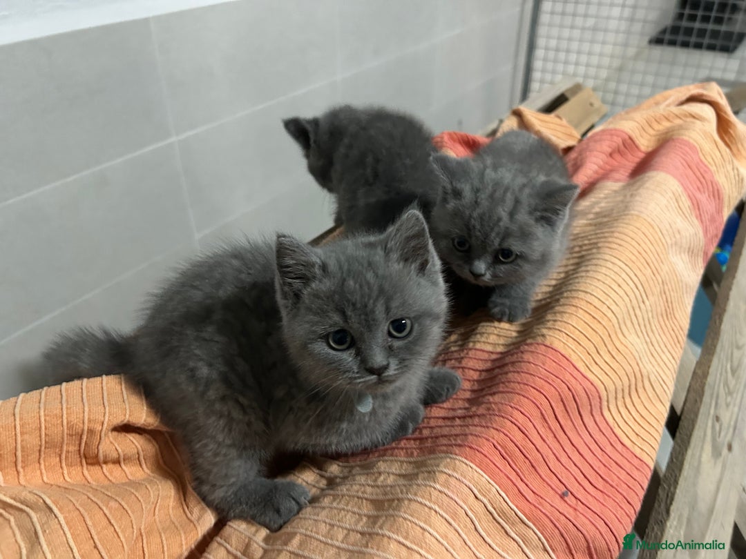 Británico de Pelo Corto Azul gatos en venta: British shorthair  - Imagen 9