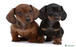 Teckel Miniatura perros en venta: teckel kaninchen  - Anuncio 1