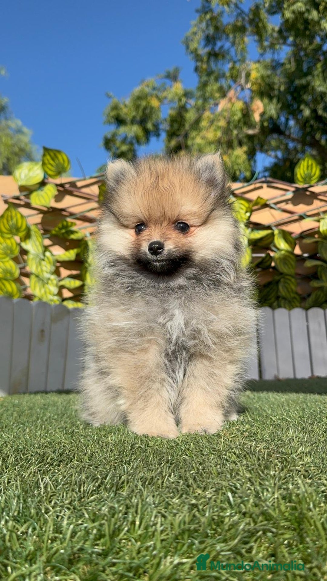 Pomerania perros en venta: POMERANIA MACHO - Imagen 17