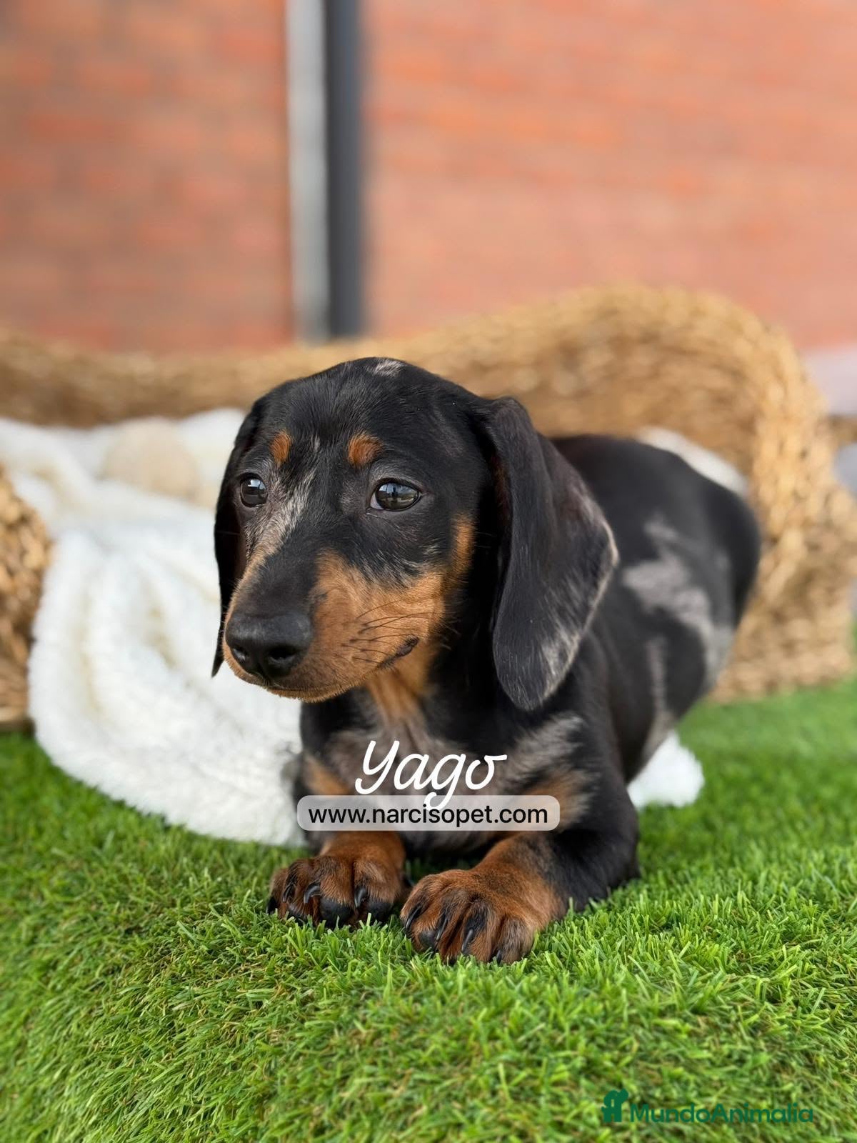Teckel Miniatura perros en venta: TECKEL ARLEQUIN - Anuncio 10