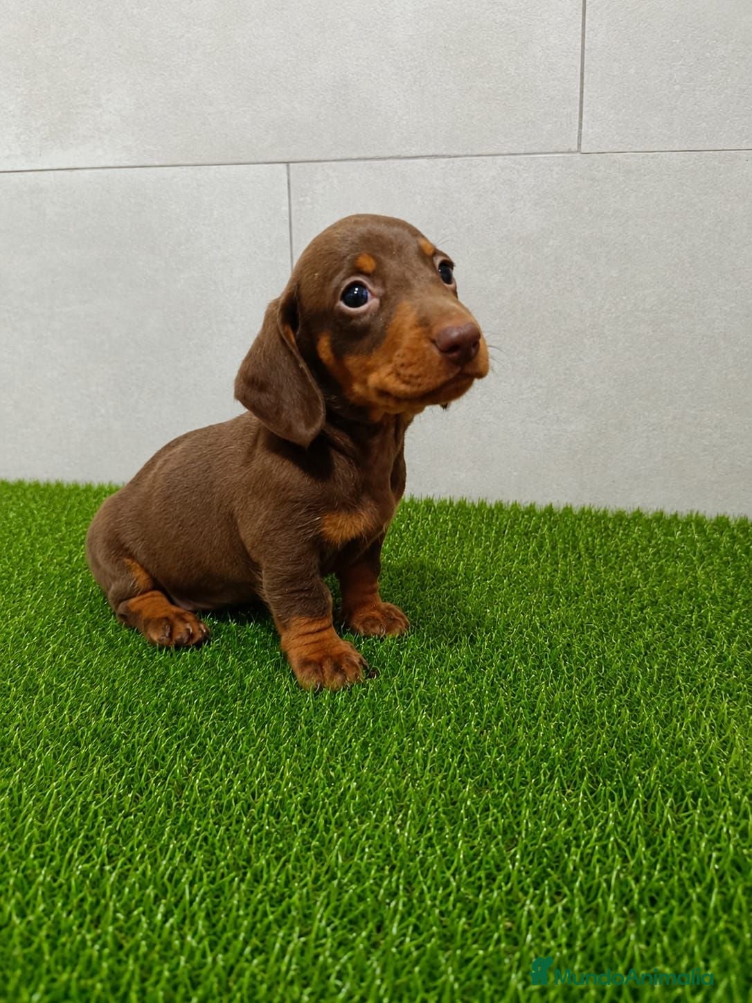Teckel Miniatura perros Teckel Kaninchen varios colores - Anuncio 1