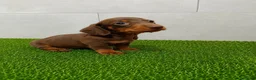Teckel Miniatura perros en venta: Teckel Kaninchen varios colores - Anuncio 1