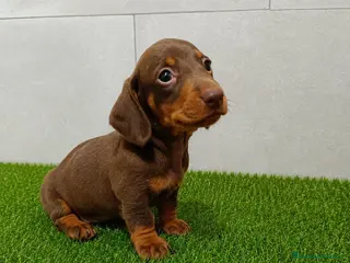 Teckel Miniatura perros Teckel Kaninchen varios colores - Anuncio 2