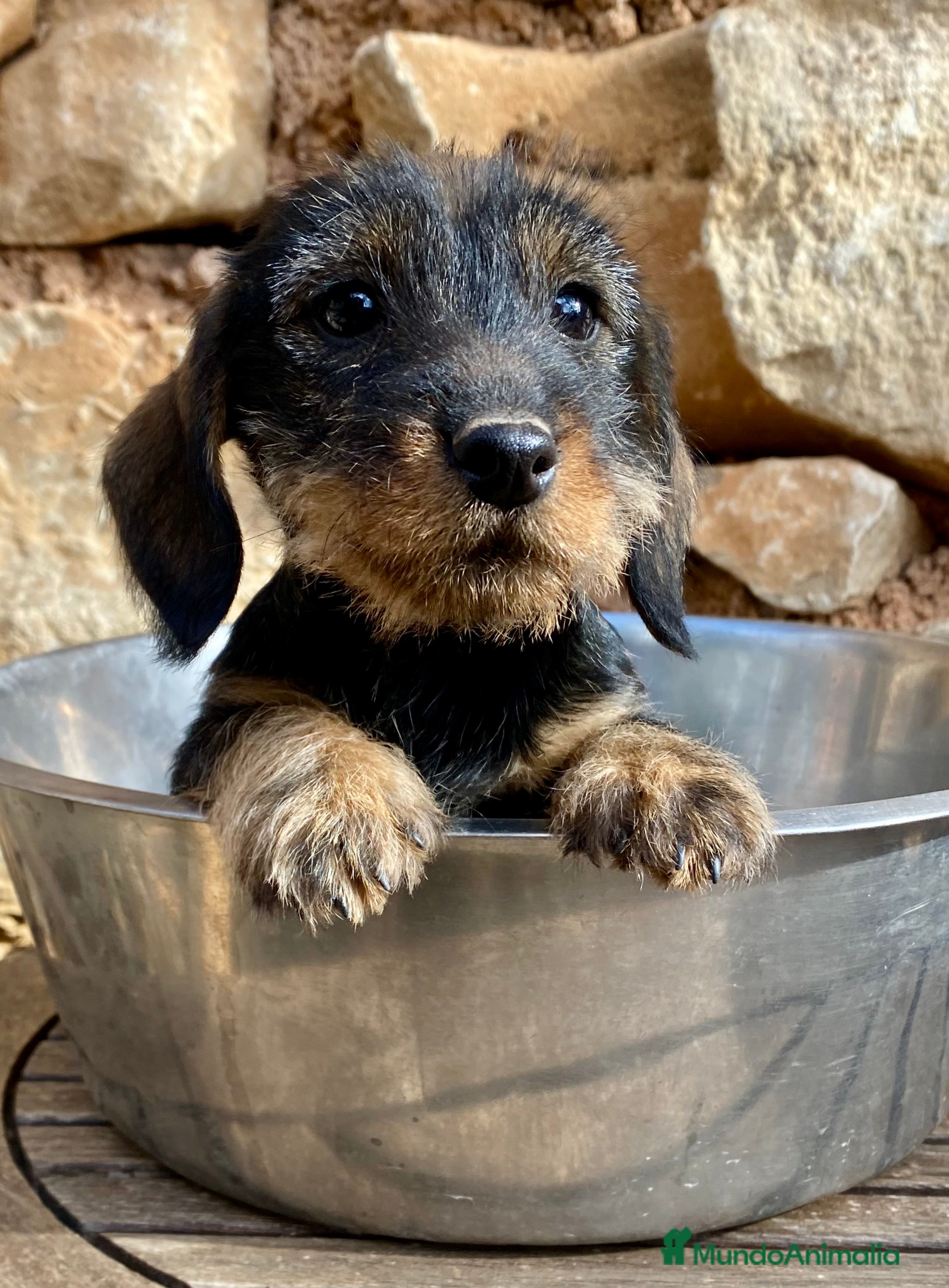 Teckel Miniatura perros Teckel Kaninchen fantastico  (pequeño) en Riópar - Anuncio 1