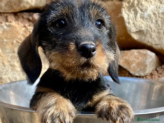 Teckel Miniatura perros Teckel Kaninchen fantastico (pequeño) en Riópar - Anuncio 34