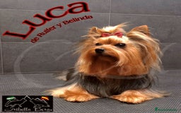 Yorkshire Terrier perros en venta: Yorkshire  - Imagen 15