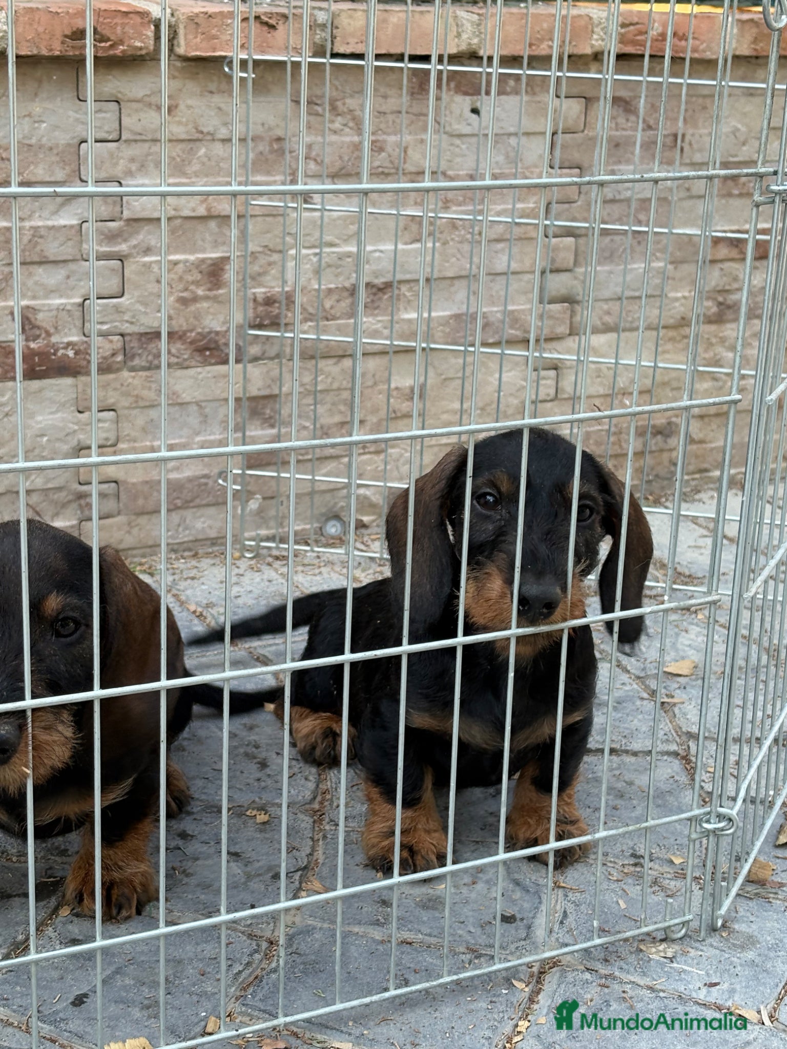 Teckel Miniatura perros en venta: Teckel mini pelo duro  - Anuncio 6