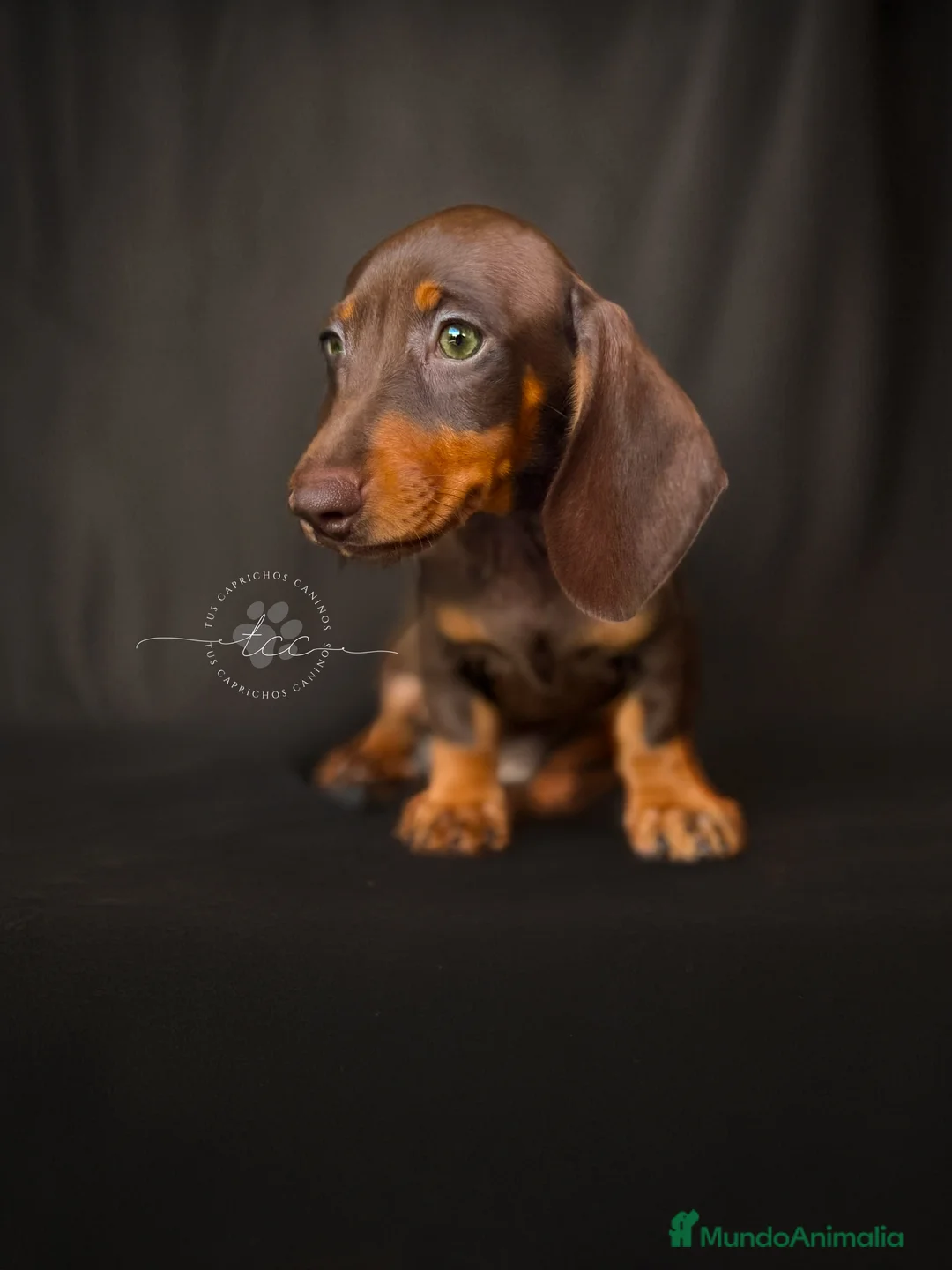 Teckel perros en venta: Macho chocolate y fuego // financiable - Anuncio 2